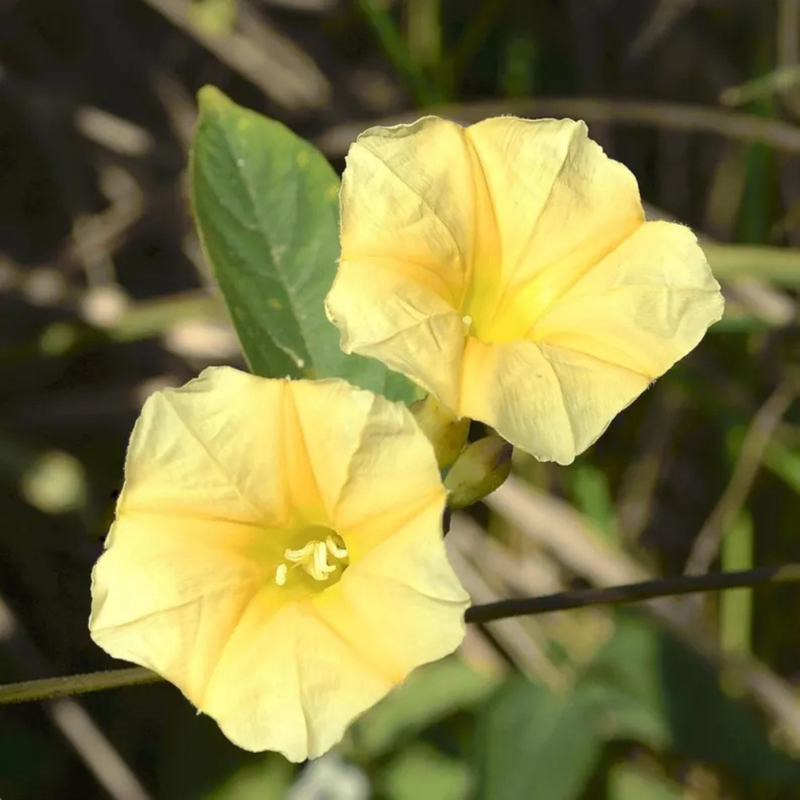 30 Yellow Morning Glory Seeds
