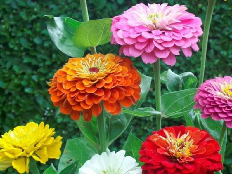 30 Zinnia Seeds - Dahlia Flowered Mixture - Zinnia - Flower Mix for Planting
