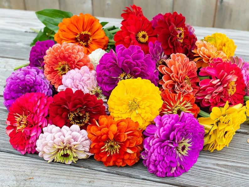 30 Zinnia Seeds -, Drought, Easy to Grow, Summer to Fall Blooms