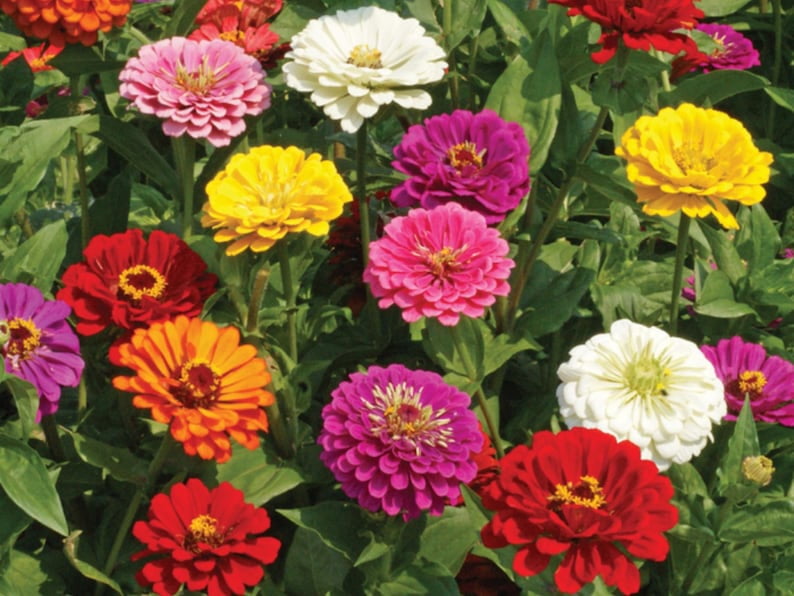 30 Zinnia Seeds - Open-Pollinated Common Zinnia - Summer Blooms - Easy to Grow
