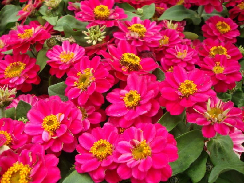 30 Zinnia Seeds Pack - Dormant Profusion Double Cherry - Open-Pollinated Flower Seeds for Planting