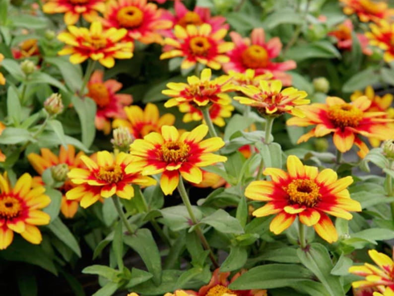 30 Zinnia Seeds Pack | Profusion Red Yellow Bicolor | Open-Pollinated Flower Seeds for Planting