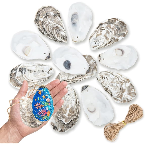 30 count Flat Oyster Shells for Crafts with Holes 3-4" Seashells