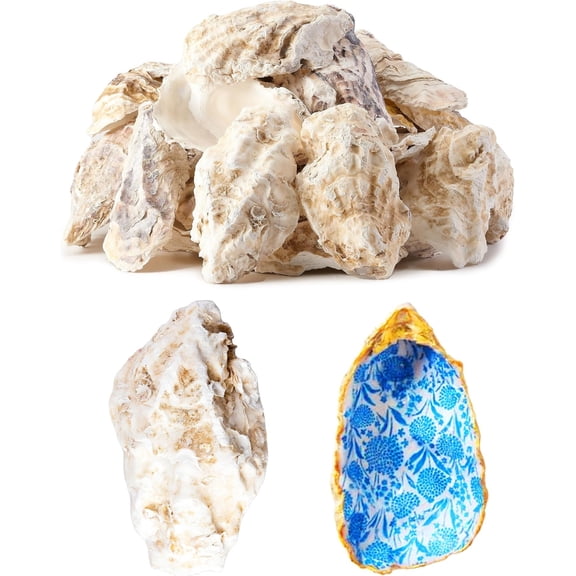 30 count Oyster Shells for Crafts ( 5"-6"), Oyster Shell for Crafting, Seashells for Crafts?Painting?Wedding?Christmas?Beach Theme Decor, and Clean?Odor-Free Sea Shells for Crafting