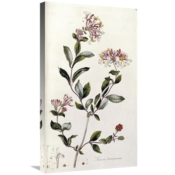 30 in. A Colour Plate from Curtis Flora Londinesis Art Print - William Curtis