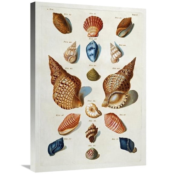 30 in. A Selection of Seashells Art Print - Franz Michael Regenfuss