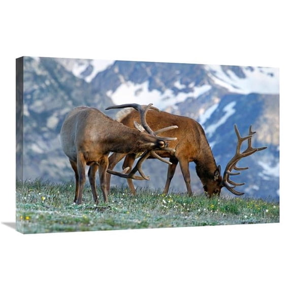 30 in. Are you Listening Art Print - Vic Schendel