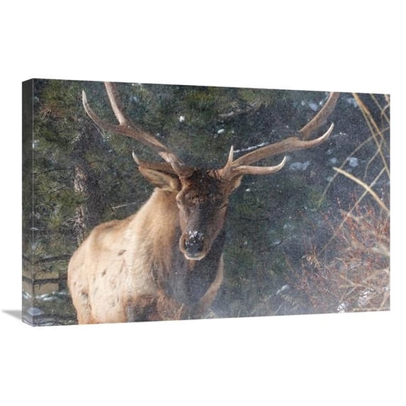 30 in. Blowing Snow Art Print - Vic Schendel