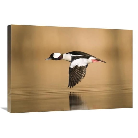 30 in. Bufflehead Male Flying, Island Lake Recreation Area, Michigan Art Print - Steve Gettle
