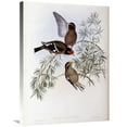 thumbnail image 1 of 30 in. Burtons Grosbeak Art Print - John Gould, 1 of 1