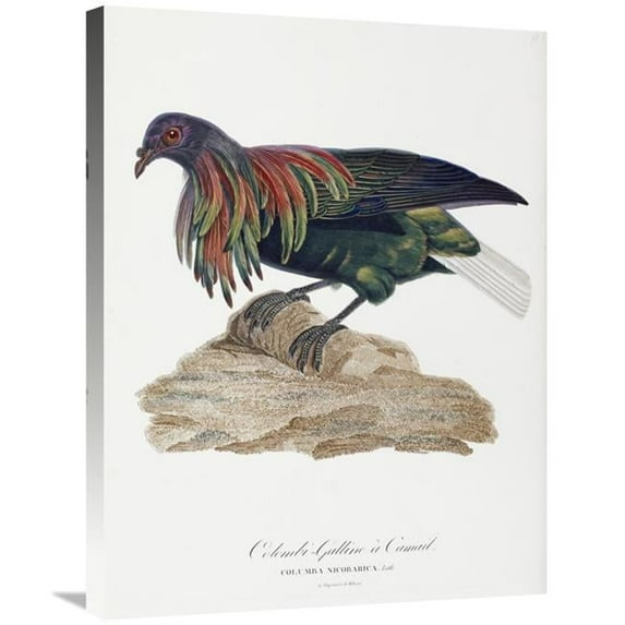 30 in. Columba Nicobarica Art Print - Antoinette Pauline Jacqueline Knip