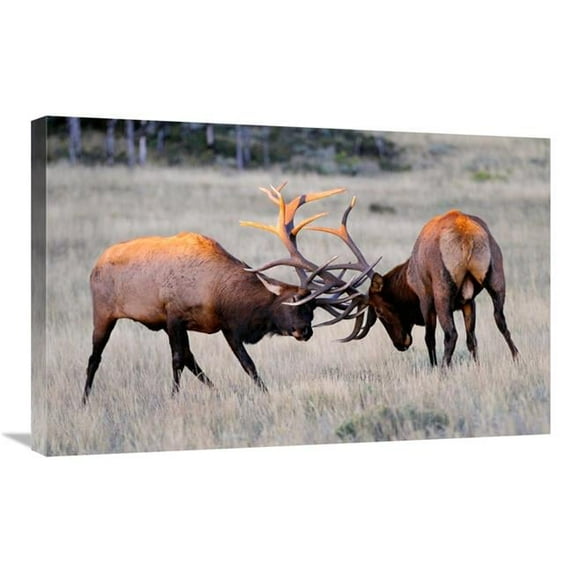 30 in. Elk Duel at Sunrise Art Print - Vic Schendel