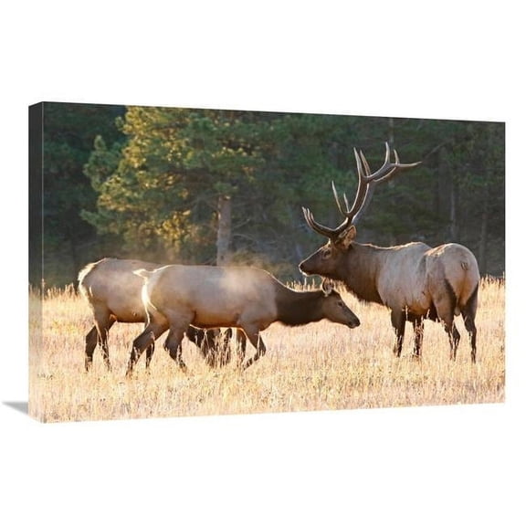 30 in. Elk Family Group Art Print - Vic Schendel