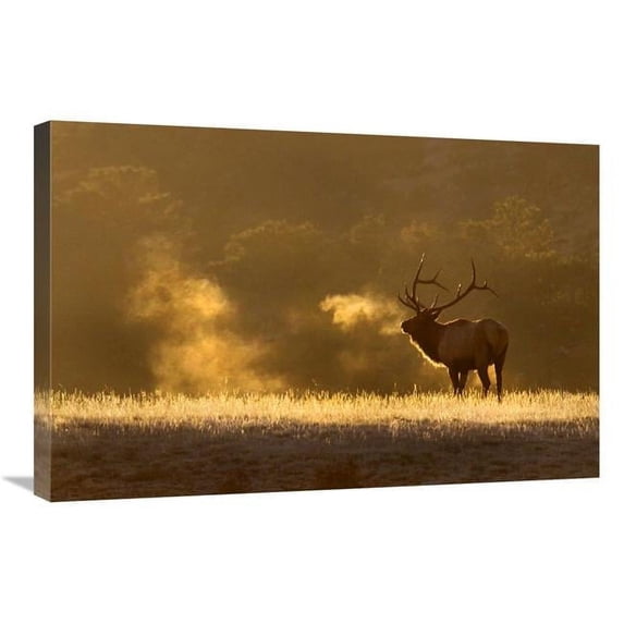 30 in. Frosty Morning Bull Elk Art Print - Vic Schendel