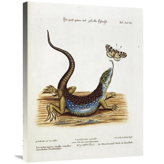 30 in. Lizard Chasing a Butterfly Art Print - Johann Michael Seligman