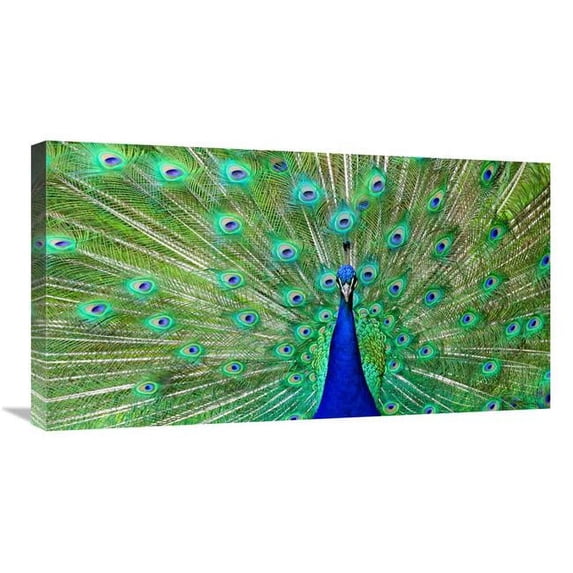 30 in. Majestic Peacock I Art Print - Vic Schendel