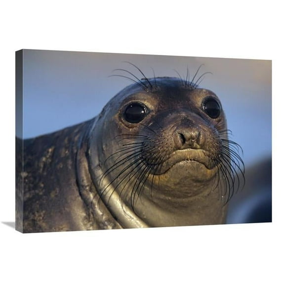 30 in. Northern Elephant Seal Pup, North America Art Print - Tim Fitzharris