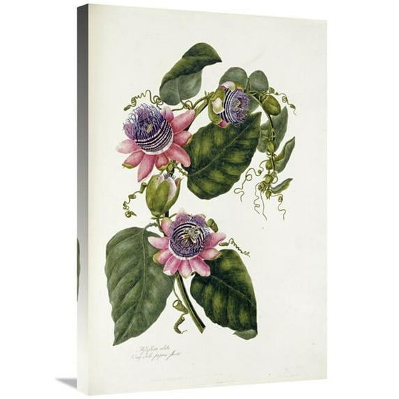 30 in. Passion Flowers Art Print - Mary Lawrence