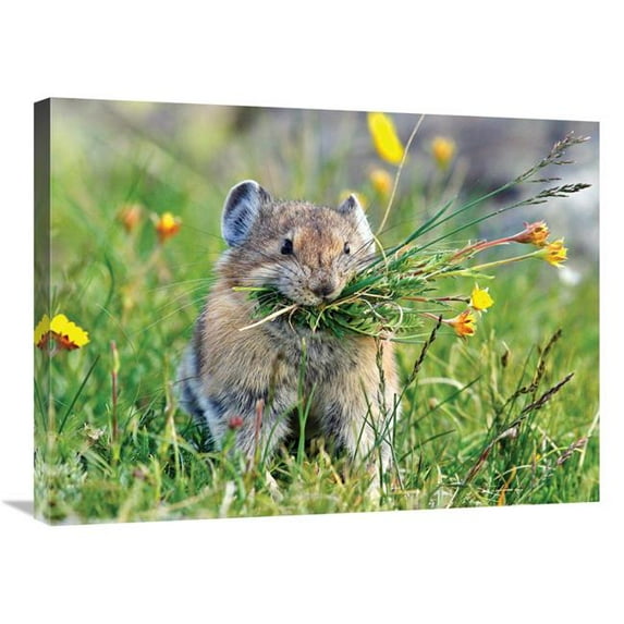 30 in. Pika Art Print - Vic Schendel
