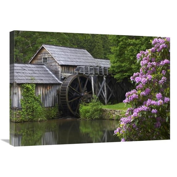 30 in. Rhododendron Blossoming at Mabry Mill, Blue Ridge Parkway, Virginia Art Print - Tim Fitzharris