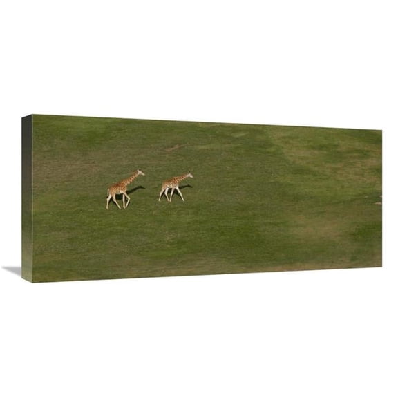 30 in. Rothschild Giraffe Pair Crossing Grassland, Native to Africa Art Print - San Diego Zoo