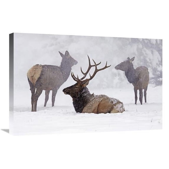 30 in. Sitting out the Storm Art Print - Vic Schendel