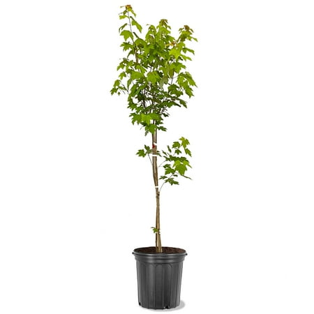 Expert Gardener 2-3 ft tall Sun Valley Maple Live Tree in 5-Gallon Grower Pot