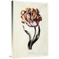 thumbnail image 1 of 30 in. Tulip Art Print - Thomas Parkinson, 1 of 1