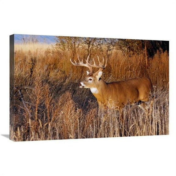 30 in. Whitetail Buck Art Print - Vic Schendel