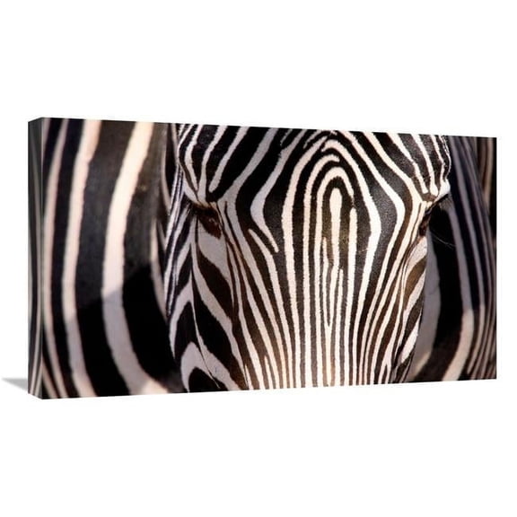 30 in. Zebra Head Art Print - Vic Schendel