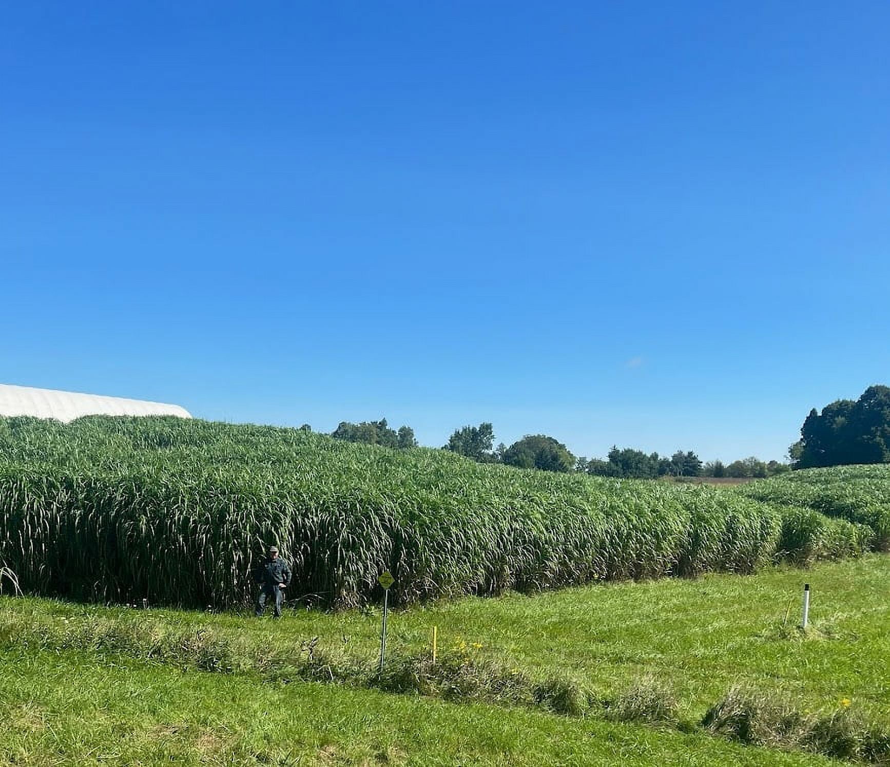30 pack Miscanthus X Giganteus Rhizomes