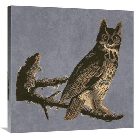 30 x 30 in. Audubon Decor - Horned Owl Detail Art Print - BG.Studio