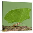 thumbnail image 1 of 30 x 30 in. Leafcutter Ant Carrying Leaf, Costa Rica Art Print - Steve Gettle, 1 of 1