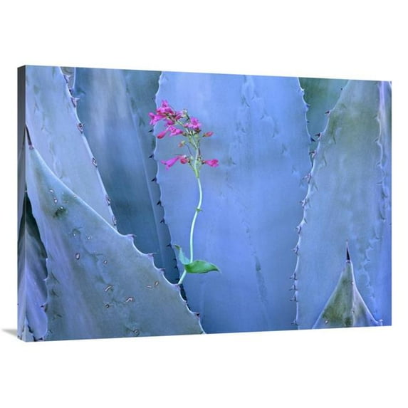 30 x 40 in. Agave & Parrys Penstemon Close Up, North America Art Print - Tim Fitzharris