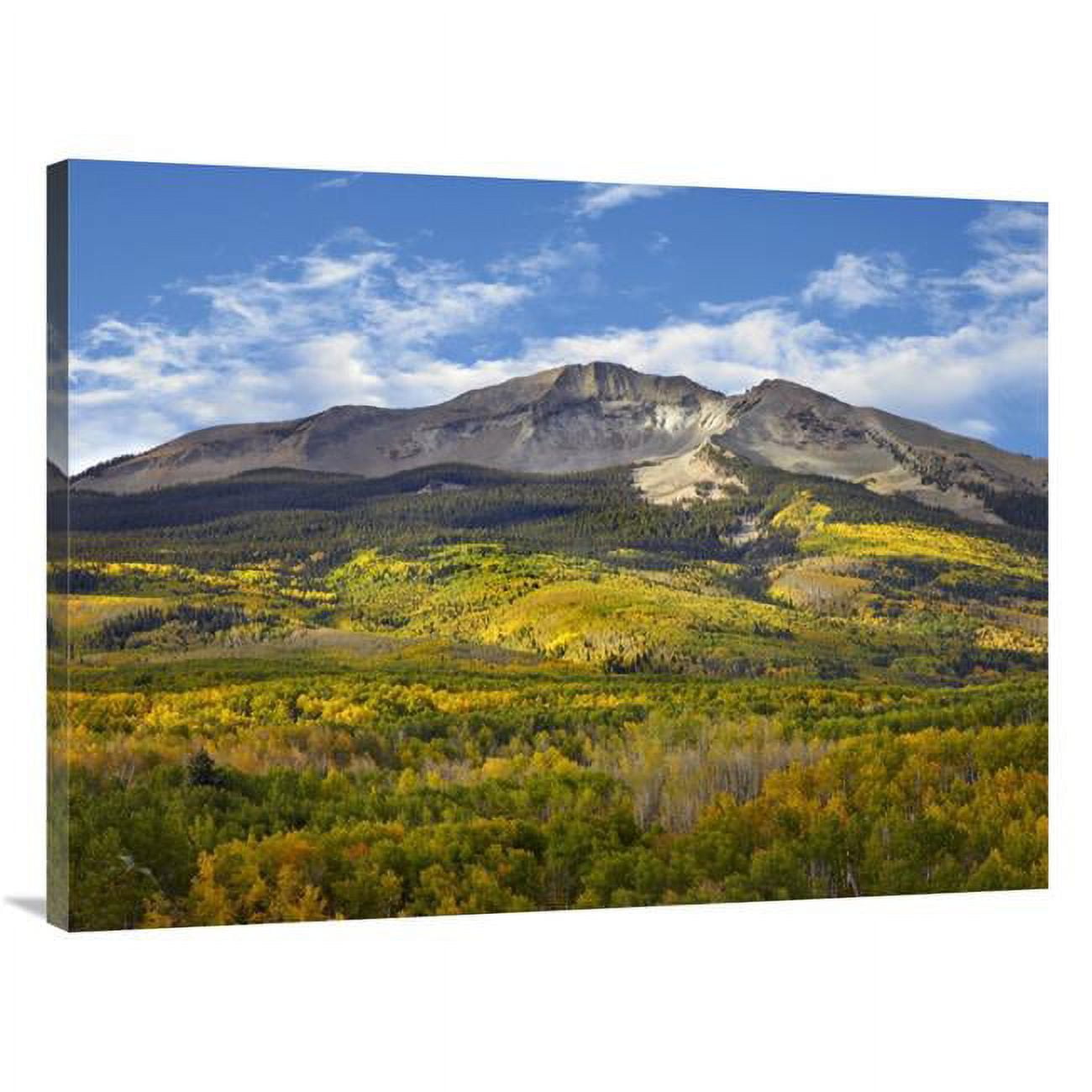 30 x 40 in. Aspen Forest & East Beckwith Mountain, West Elk Wilderness