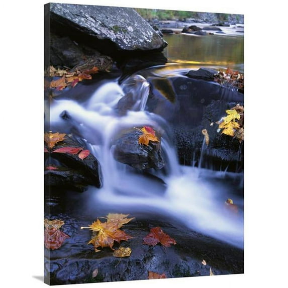 30 x 40 in. Autumn Leaves in Little River, Great Smoky Mountains NP Tennessee Art Print - Tim Fitzharris