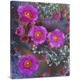thumbnail image 1 of 30 x 40 in. Beavertail Cactus Flowering, North America Art Print - Tim Fitzharris, 1 of 1