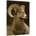 thumbnail image 1 of 30 x 40 in. Bighorn Sheep Male Portrait, Banff National Park, Alberta, Canada - Sepia Art Print - Tim Fitzharris, 1 of 1