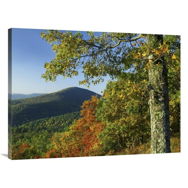 30 x 40 in. Broadleaf Forest in Fall Colors As Seen From Doyles River Overlook, Shenandoah National Park, Virginia Art Print - Tim Fitzharris