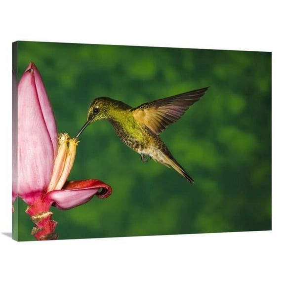 30 x 40 in. Buff-Tailed Coronet Hummingbird Feeding on Flower, Andes, Ecuador Art Print - Tom Vezo