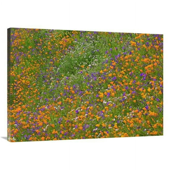30 x 40 in. California Poppy & Desert Bluebell Carpeting A Spring Hillside, California Art Print - Tim Fitzharris