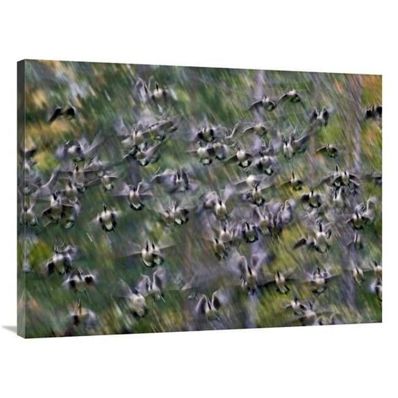30 x 40 in. Canada Goose Flock Flying, North America Art Print - Tim Fitzharris