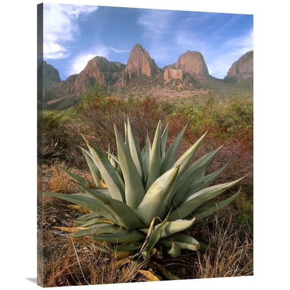 30 x 40 in. Chisos Agave & the Chisos Mountains, Big Bend National Park, Texas Art Print - Tim Fitzharris