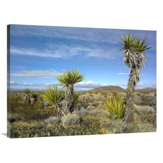 30 x 40 in. Cinder Cones, Joshua Tree & Other Desert Vegetation, Mojave National Preserve, California Art Print - Tim Fitzharris