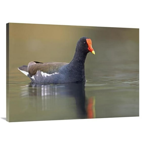 30 x 40 in. Common Moorhen Swimming, North America Art Print - Tim Fitzharris