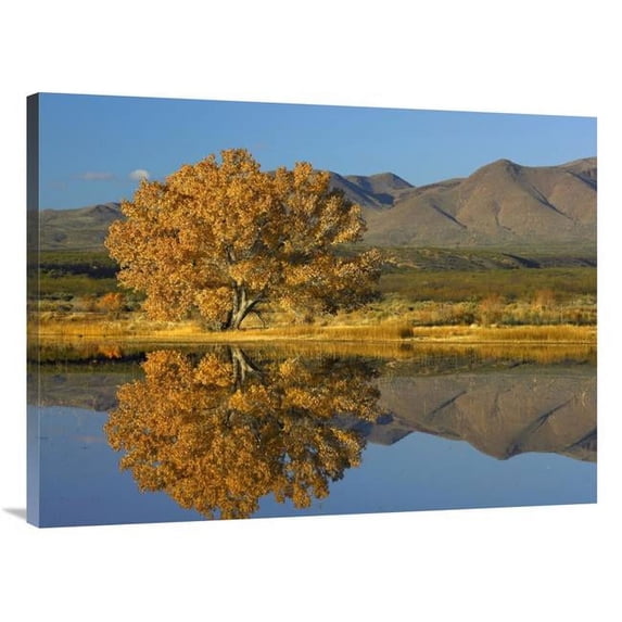30 x 40 in. Cottonwood Fall Foliage with Magdalena Mountains, New Mexico Art Print - Tim Fitzharris