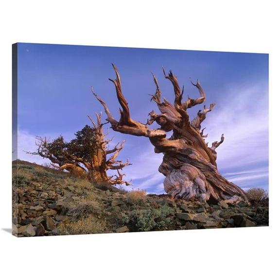 30 x 40 in. Foxtail Pine Ancient Trees at Schulman Grove, White Mountains, Inyo National Forest, California Art Print - Tim Fitzharris
