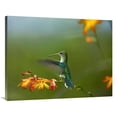 thumbnail image 1 of 30 x 40 in. Green-Crowned Woodnymph Female Landing, Ecuador Art Print - Tim Fitzharris, 1 of 1