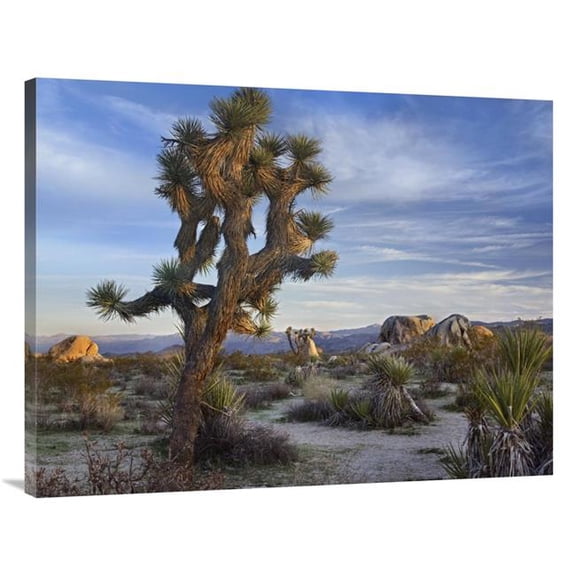 30 x 40 in. Joshua Tree, Joshua Tree National Park, California Art Print - Tim Fitzharris