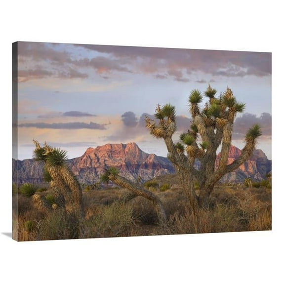 30 x 40 in. Joshua Tree & Spring Mountains, Red Rock Canyon National Conservation Area, Nevada Art Print - Tim Fitzharris